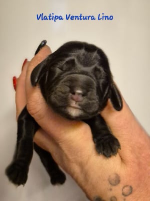 Les chiots de Cocker Spaniel Anglais