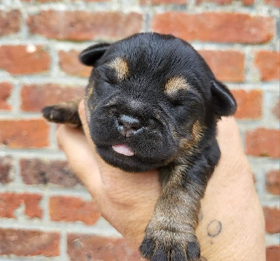 Les chiots de Border Terrier