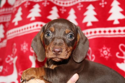 Les chiots de Teckel poil ras