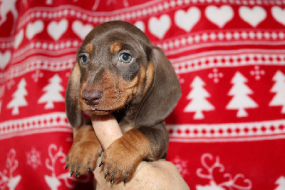 Les chiots de Teckel poil ras