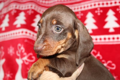 Les chiots de Teckel poil ras