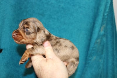 Les chiots de Teckel poil long