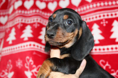 Les chiots de Teckel poil ras