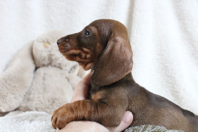 Bébé nain poils dur sanglier chocolat - Teckel poil dur