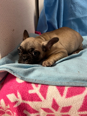 Les chiots de Bouledogue français