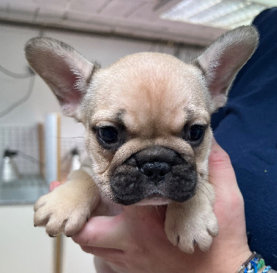 Les chiots de Bouledogue français