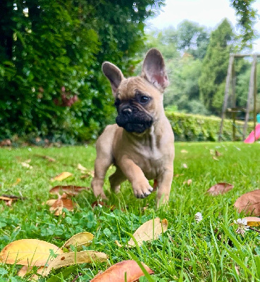 Les chiots de Bouledogue français