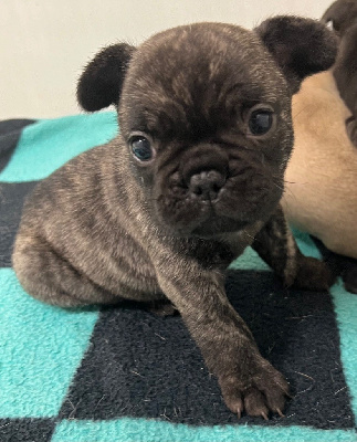 Les chiots de Bouledogue français