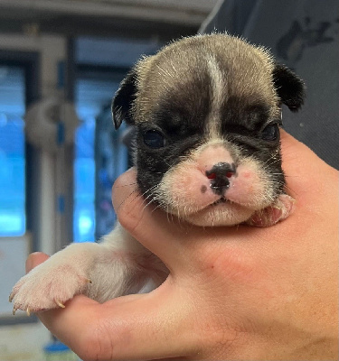 Les chiots de Bouledogue français