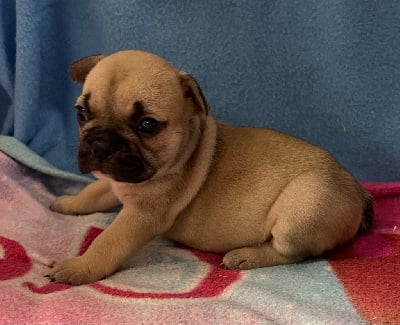 Les chiots de Bouledogue français