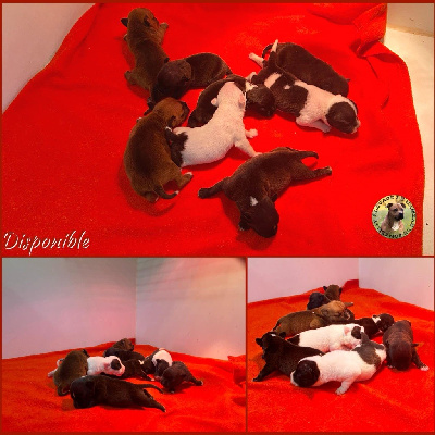 Les chiots de Staffordshire Bull Terrier