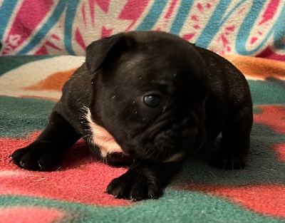 Les chiots de Bouledogue français