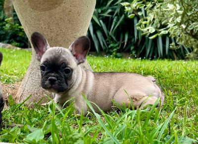 Les chiots de Bouledogue français