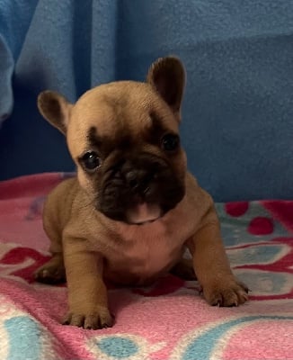 Les chiots de Bouledogue français