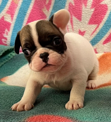 Les chiots de Bouledogue français