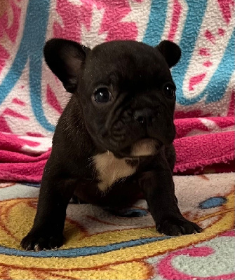 Les chiots de Bouledogue français