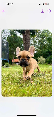 Les chiots de Bouledogue français