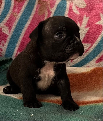 Les chiots de Bouledogue français