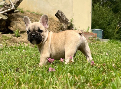 Les chiots de Bouledogue français