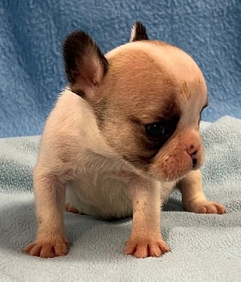 Les chiots de Bouledogue français