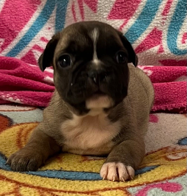 Les chiots de Bouledogue français