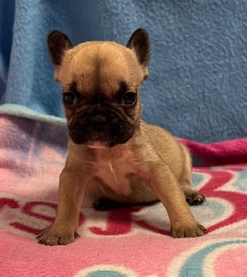 Les chiots de Bouledogue français