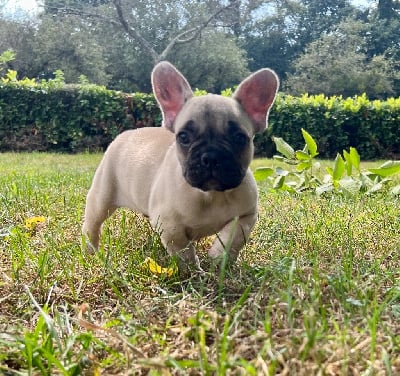 Les chiots de Bouledogue français