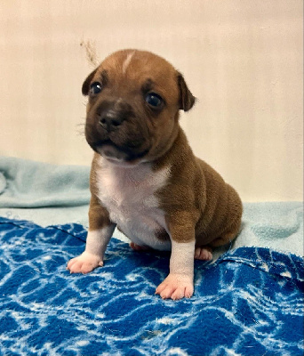 Les chiots de Staffordshire Bull Terrier