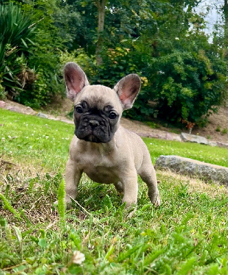 Les chiots de Bouledogue français