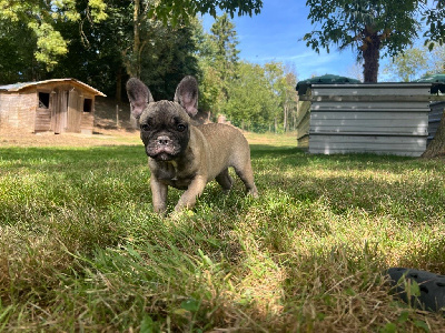 Les chiots de Bouledogue français