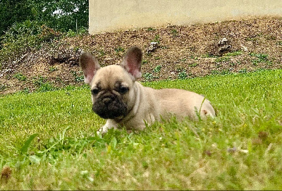 Les chiots de Bouledogue français