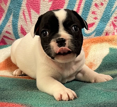 Les chiots de Bouledogue français