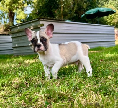 Les chiots de Bouledogue français