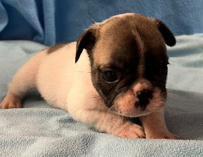 Les chiots de Bouledogue français