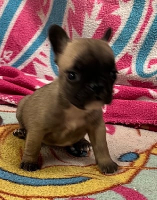 Les chiots de Bouledogue français