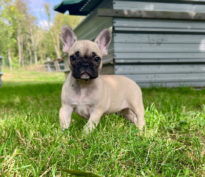 Les chiots de Bouledogue français