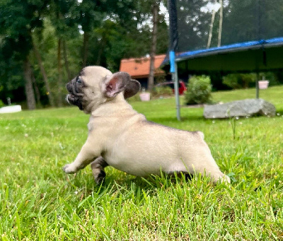 Les chiots de Bouledogue français