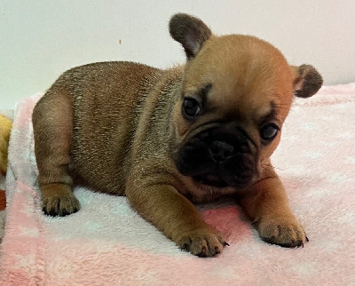 Les chiots de Bouledogue français