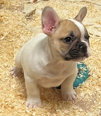 Les chiots de Bouledogue français