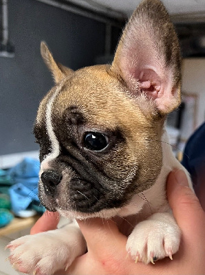 Les chiots de Bouledogue français