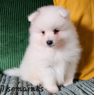 Les chiots de Spitz japonais