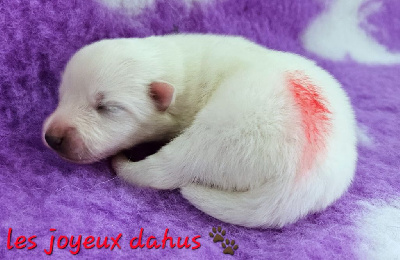 Les chiots de Spitz japonais