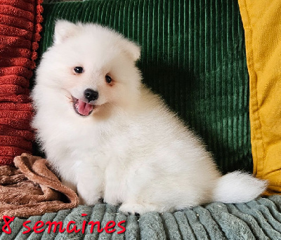 Les chiots de Spitz japonais