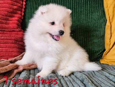 Les chiots de Spitz japonais