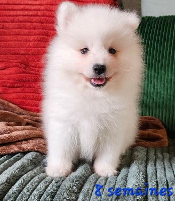 Les chiots de Spitz japonais