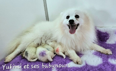 Les chiots de Spitz japonais