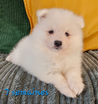 Les chiots de Spitz japonais