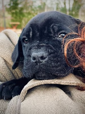 Les chiots de Cane Corso