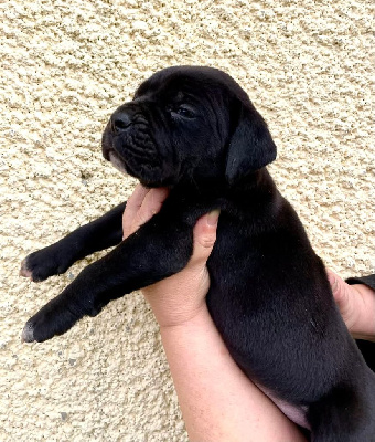 Les chiots de Cane Corso