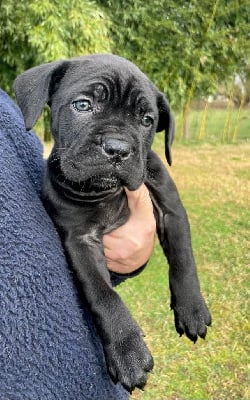 Les chiots de Cane Corso